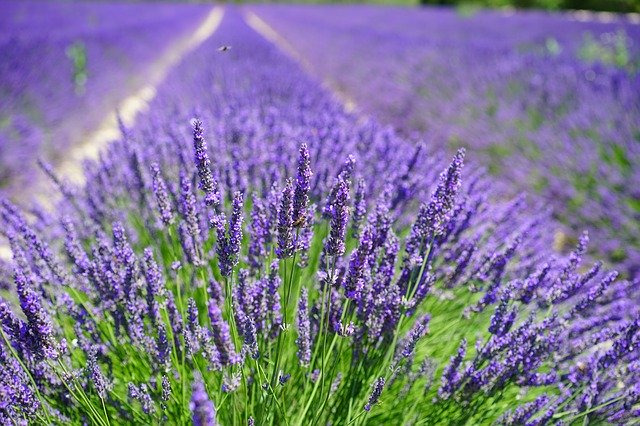 lavender-cultivation-2138398_640